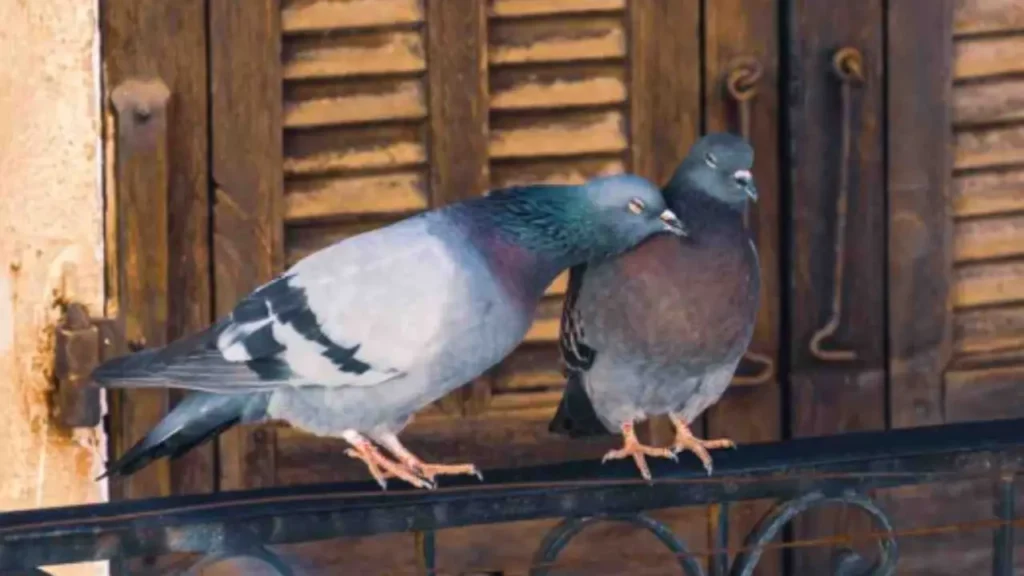 Attenzione: perché dare da mangiare agli uccelli in primavera può sorprenderti (e non in positivo!) Attenzione: perché dare da mangiare agli uccelli in primavera può sorprenderti (e non in positivo!)