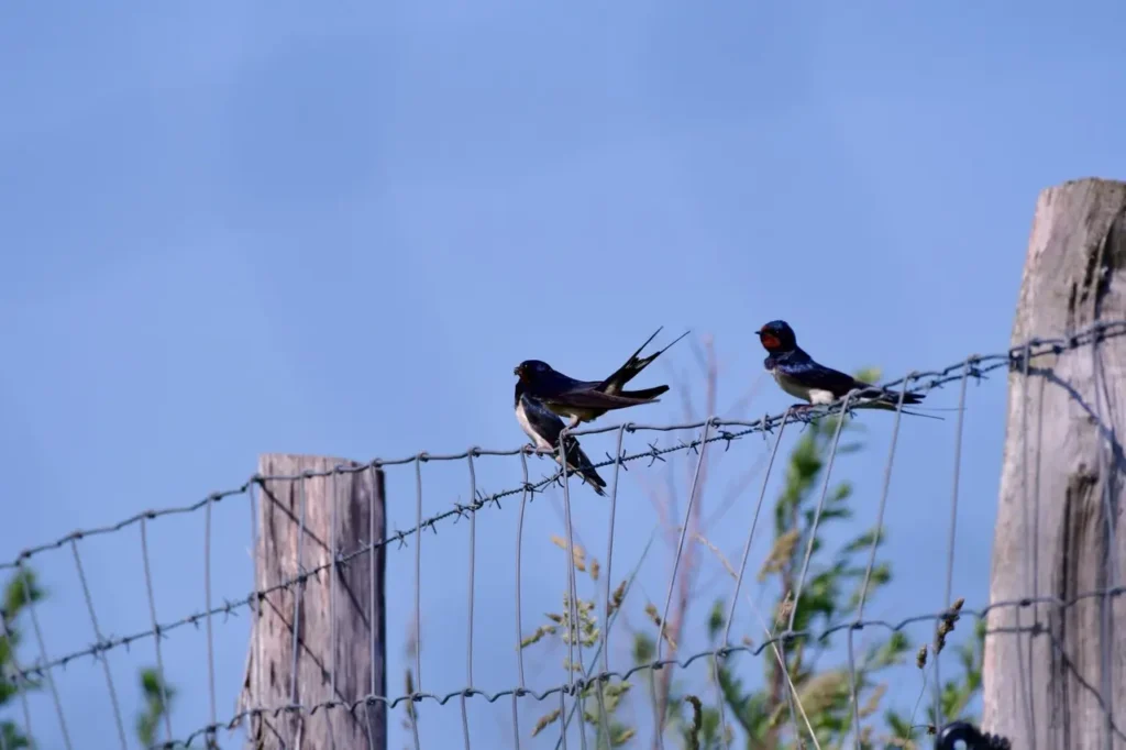 Attenzione: perché dare da mangiare agli uccelli in primavera può sorprenderti (e non in positivo!) Attenzione: perché dare da mangiare agli uccelli in primavera può sorprenderti (e non in positivo!)