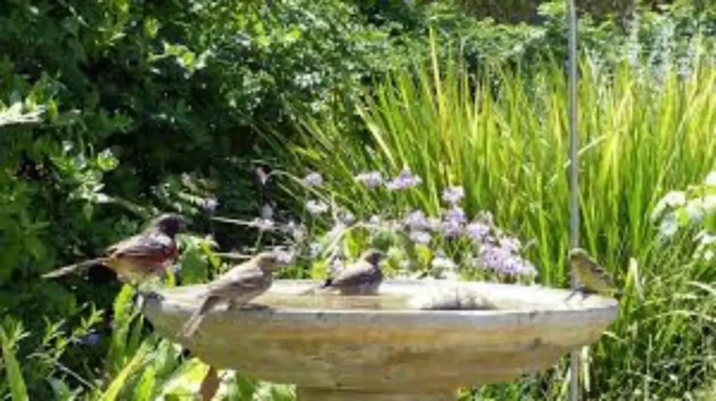 Attenzione: perché dare da mangiare agli uccelli in primavera può sorprenderti (e non in positivo!) Attenzione: perché dare da mangiare agli uccelli in primavera può sorprenderti (e non in positivo!)