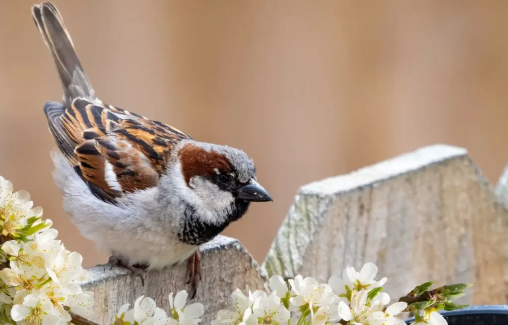 Attenzione: perché dare da mangiare agli uccelli in primavera può sorprenderti (e non in positivo!) Attenzione: perché dare da mangiare agli uccelli in primavera può sorprenderti (e non in positivo!)