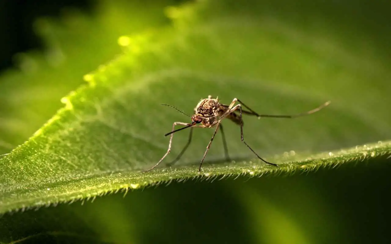 La pianta anti-zanzara che trasforma il tuo giardino: piantala adesso e vivi un’estate senza punture Immagine selezionata