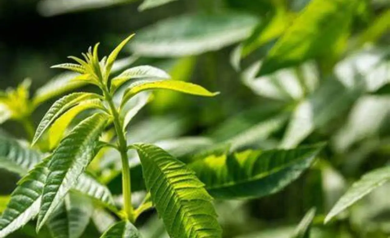 La pianta anti-zanzara che trasforma il tuo giardino: piantala adesso e vivi un’estate senza punture Immagine selezionata