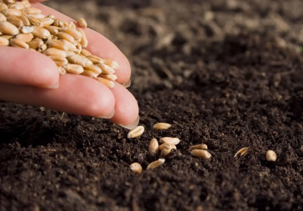 Dieci errori da non commettere le piante da evitare nella semina tra fiori ortaggi ed erbe Immagine selezionata
