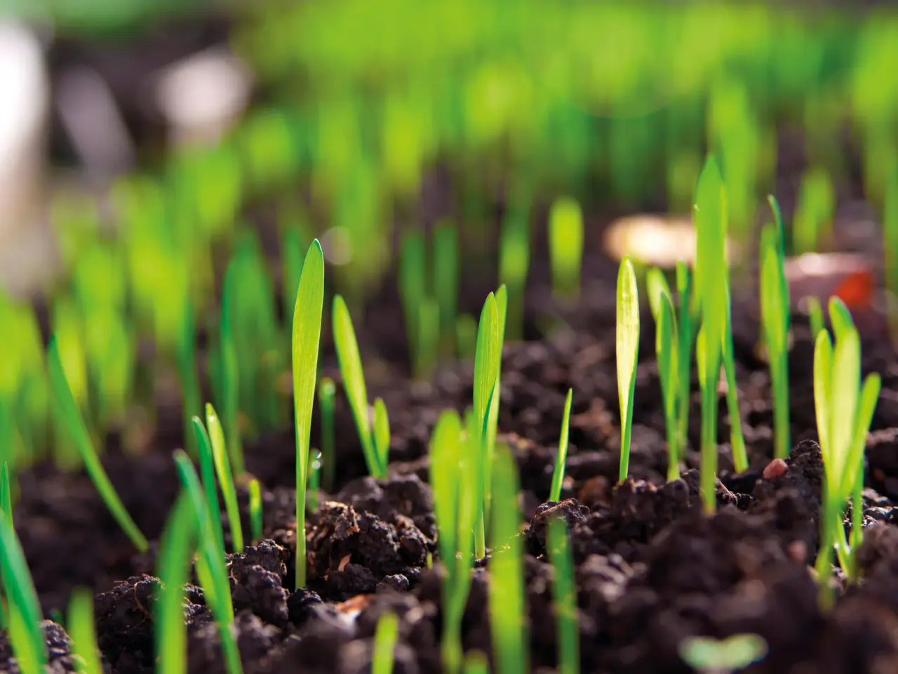 Dieci errori da non commettere le piante da evitare nella semina tra fiori ortaggi ed erbe Immagine selezionata