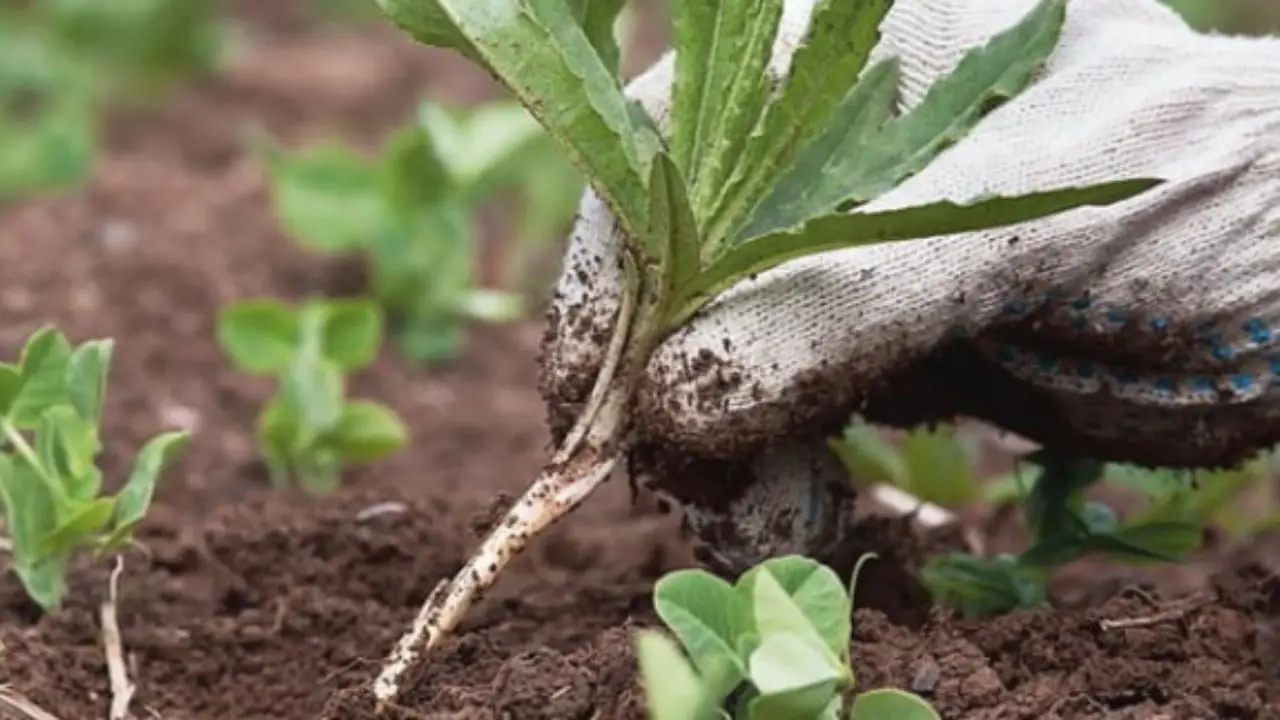 Dieci errori da non commettere le piante da evitare nella semina tra fiori ortaggi ed erbe Immagine selezionata