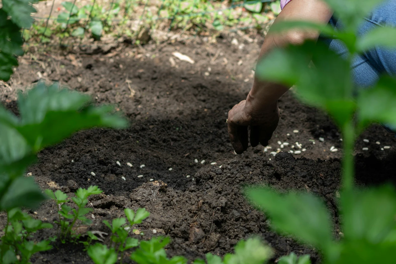 Dieci errori da non commettere le piante da evitare nella semina tra fiori ortaggi ed erbe Immagine selezionata
