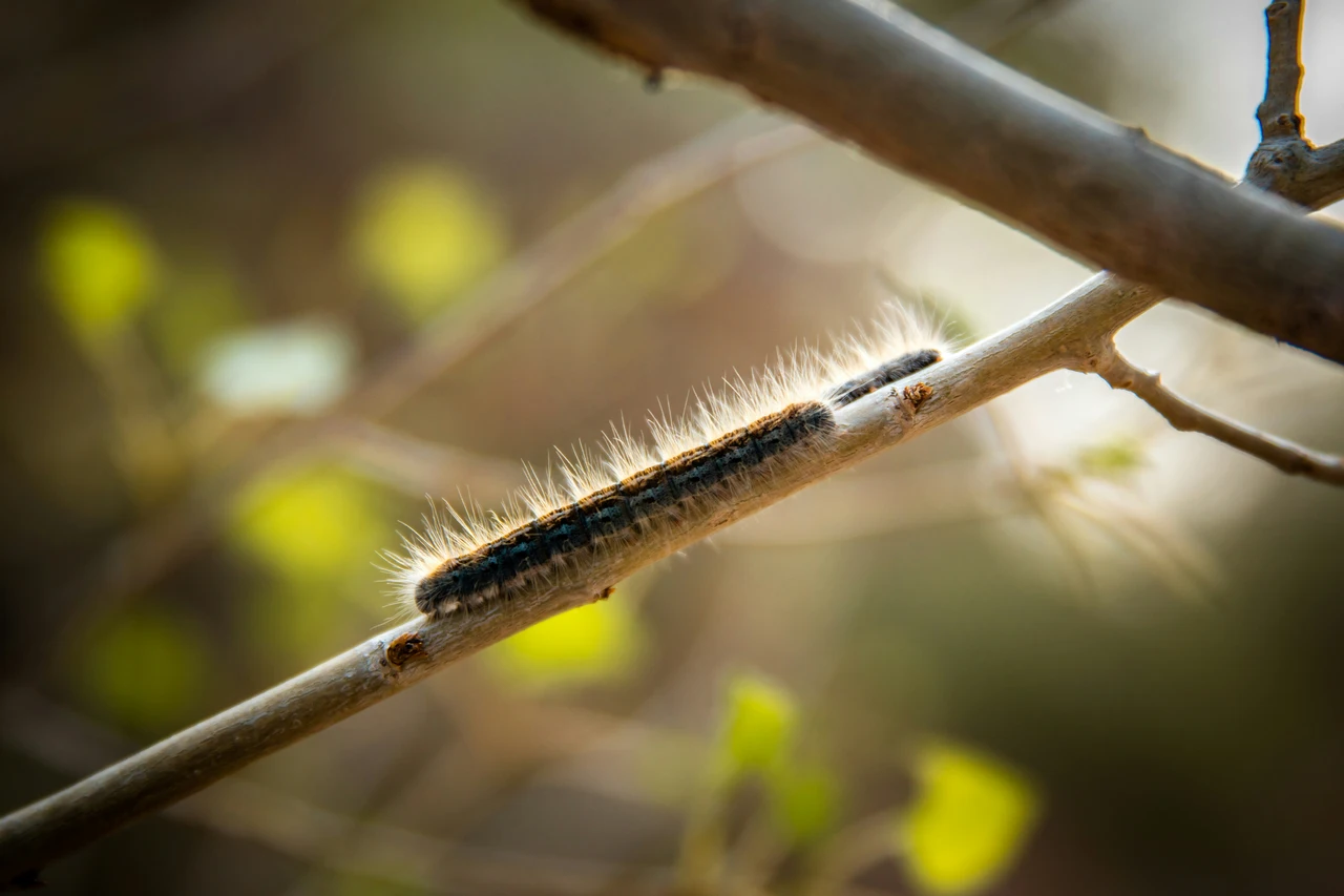 Pioggia di bruchi: ecco cosa sta succedendo davvero agli alberi questa primavera? Immagine selezionata