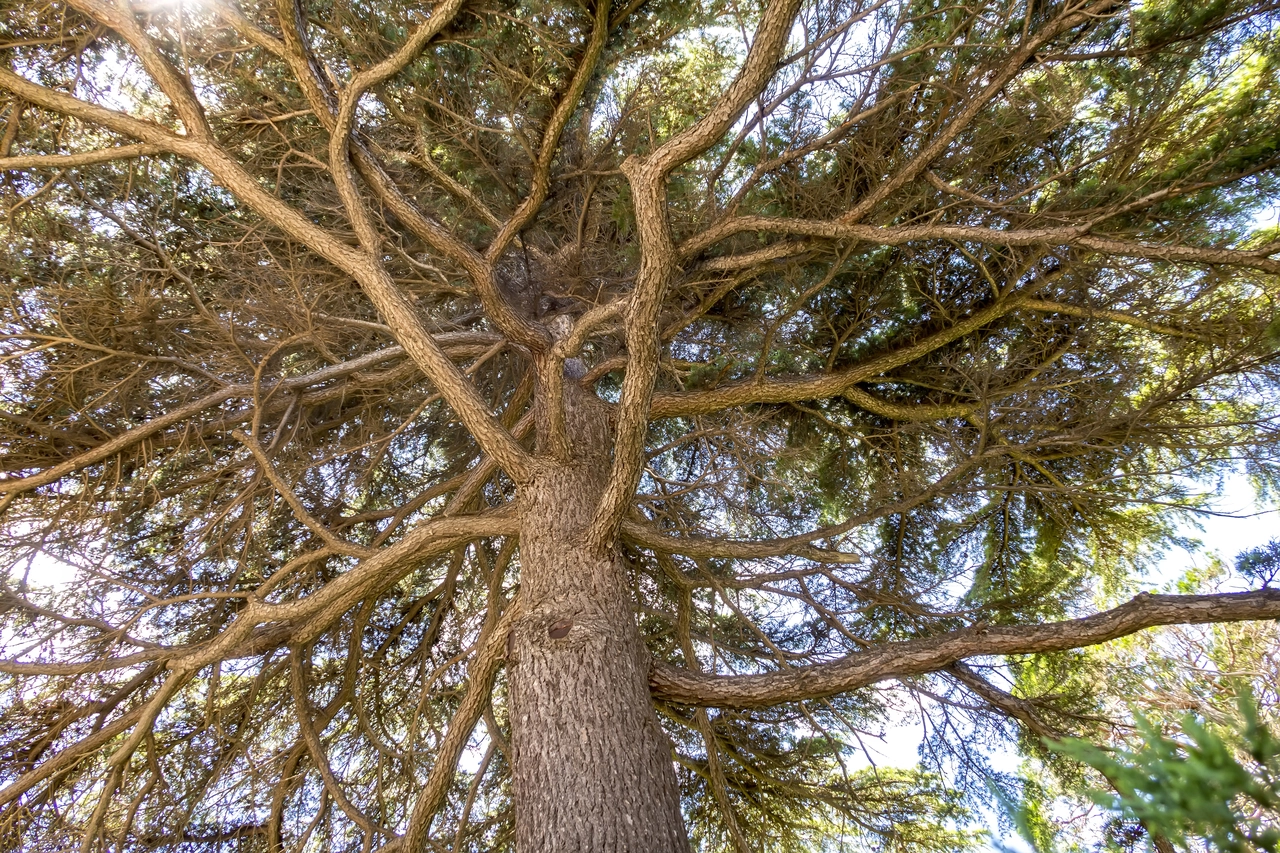Pioggia di bruchi: ecco cosa sta succedendo davvero agli alberi questa primavera? Immagine selezionata