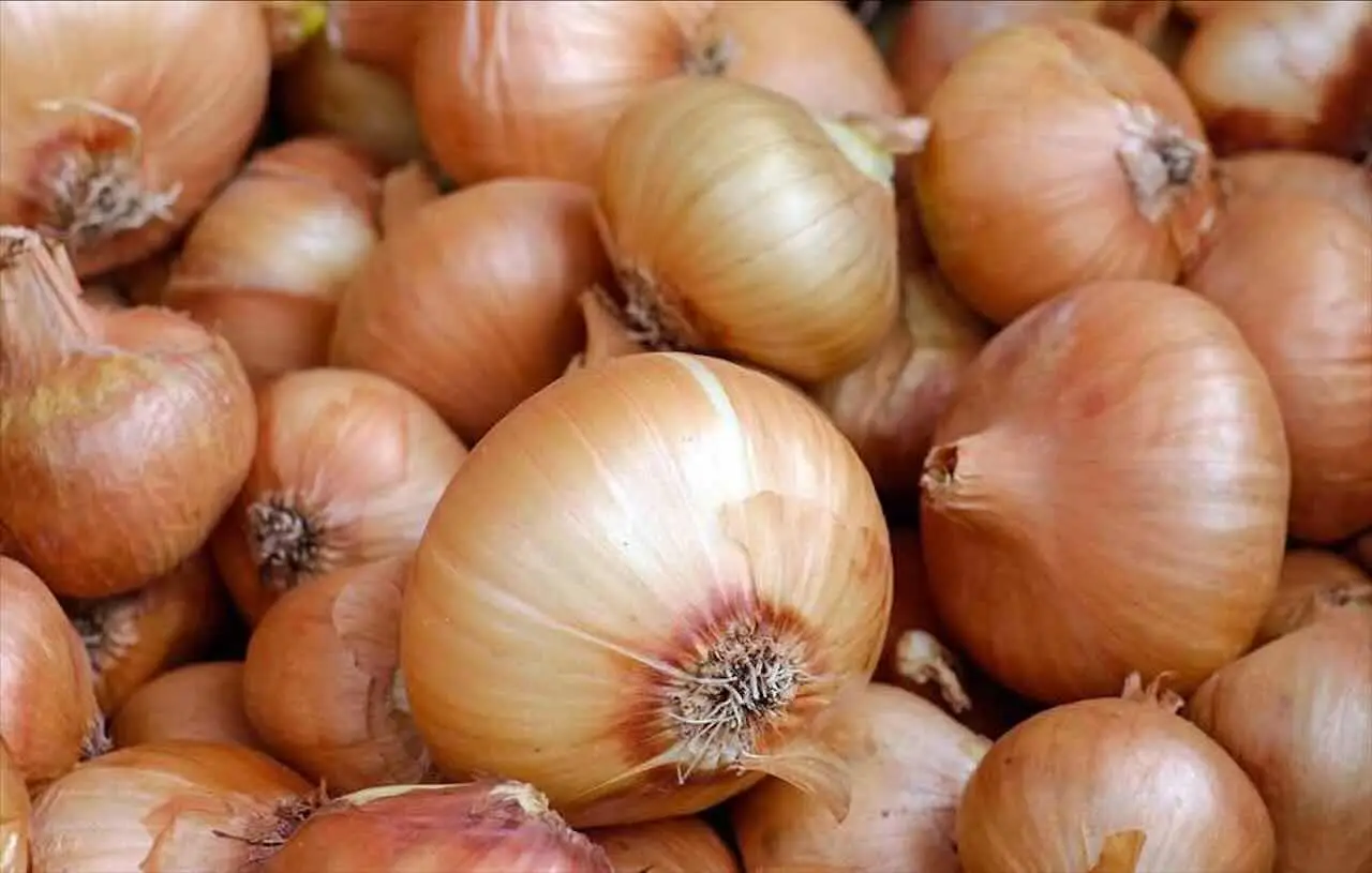 Vuoi un raccolto di cipolle da record? Ecco il momento perfetto per piantarle Vuoi un raccolto di cipolle da record? Ecco il momento perfetto per piantarle