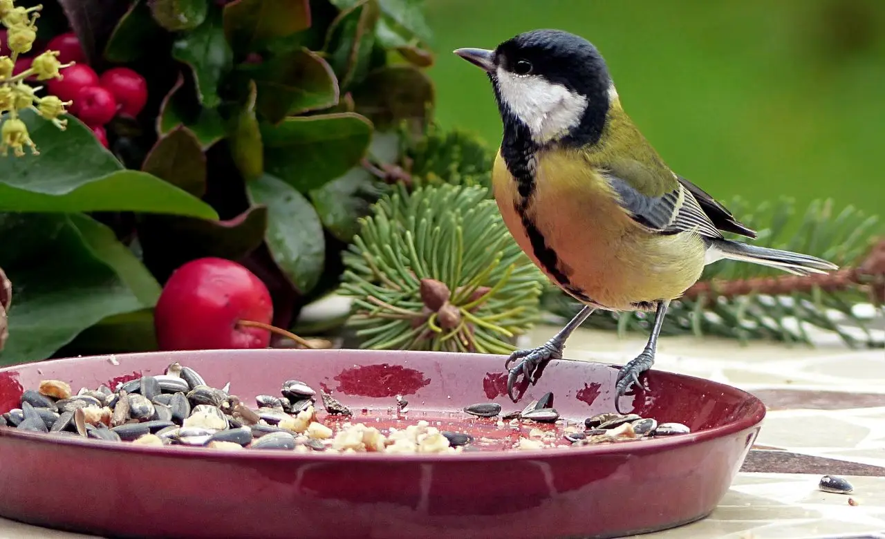 Vuoi più uccellini in giardino? Ecco il segreto naturale che nessuno ti ha mai rivelato Immagine selezionata