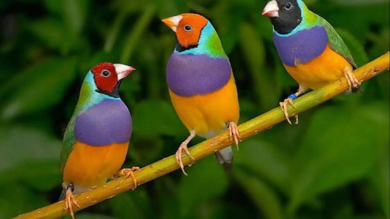 Vuoi più uccellini in giardino? Ecco il segreto naturale che nessuno ti ha mai rivelato Immagine selezionata