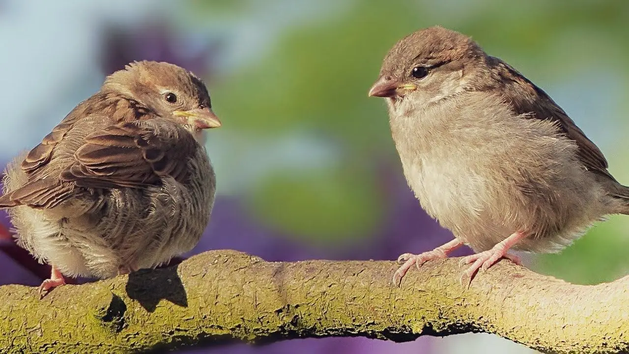 Vuoi più uccellini in giardino? Ecco il segreto naturale che nessuno ti ha mai rivelato Immagine selezionata