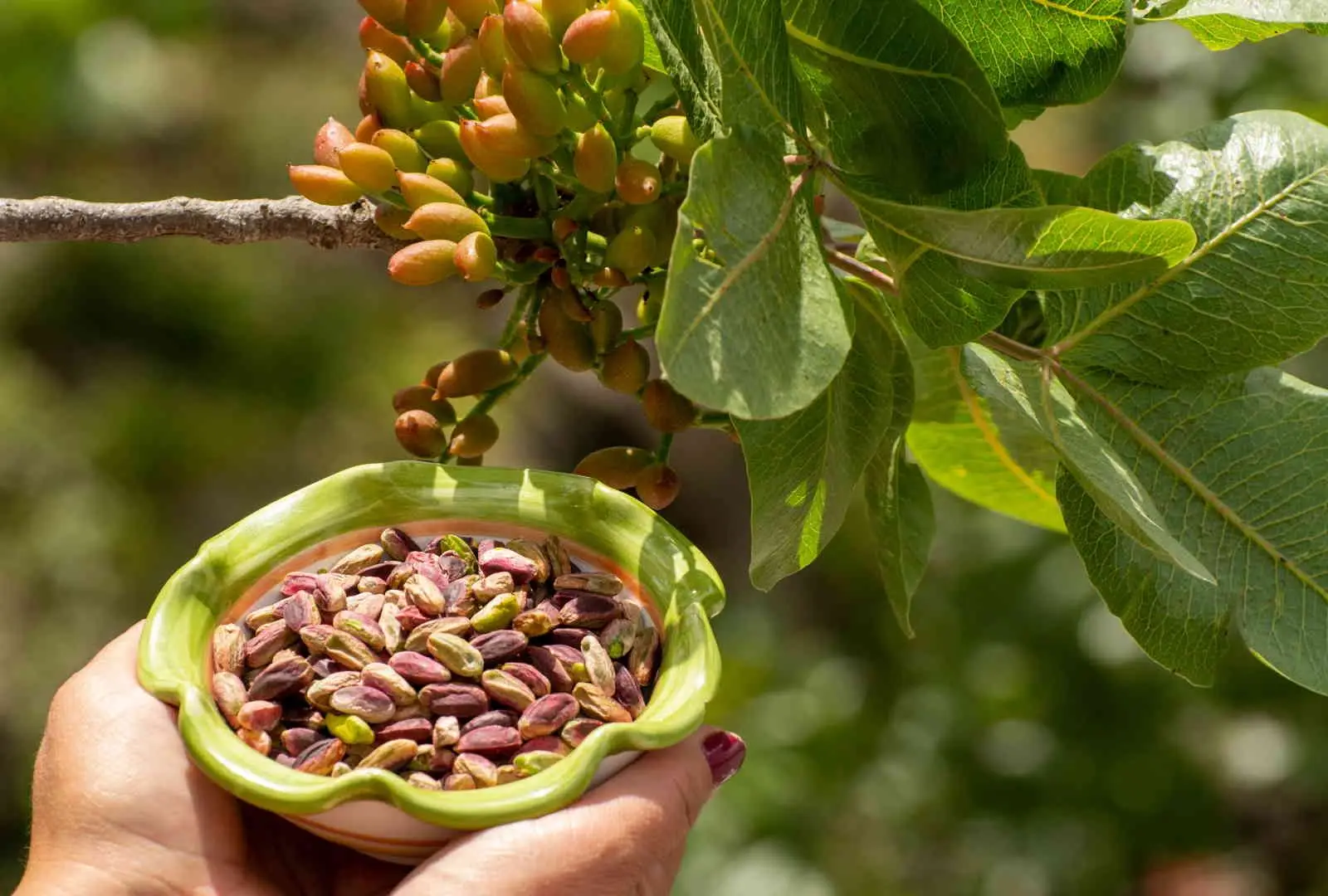 Pistacchi e pelle luminosa: ecco il frutto secco che nutre dall’interno Immagine selezionata
