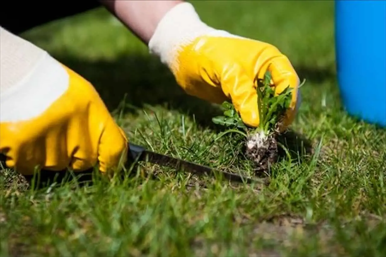 Diserbante naturale più efficace dei prodotti chimici come realizzarlo in casa Immagine selezionata
