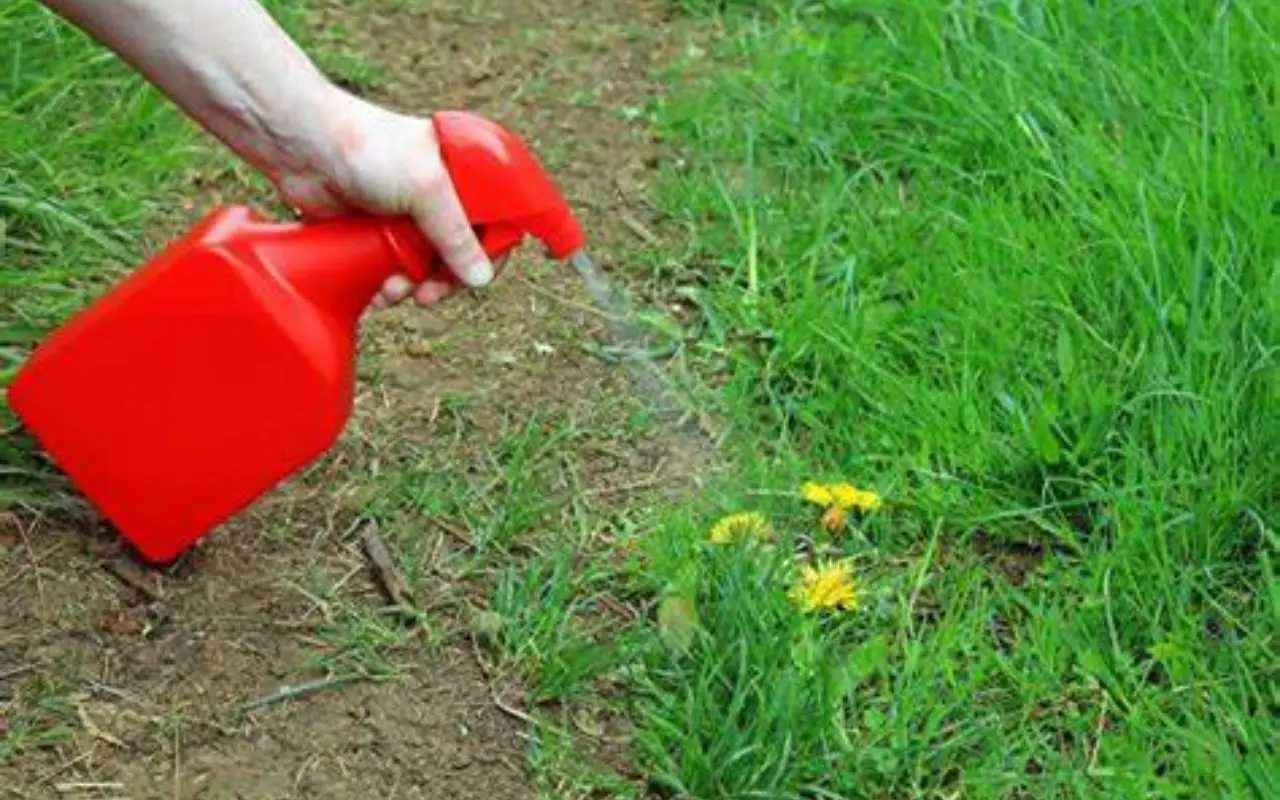 Diserbante naturale più efficace dei prodotti chimici come realizzarlo in casa Immagine selezionata