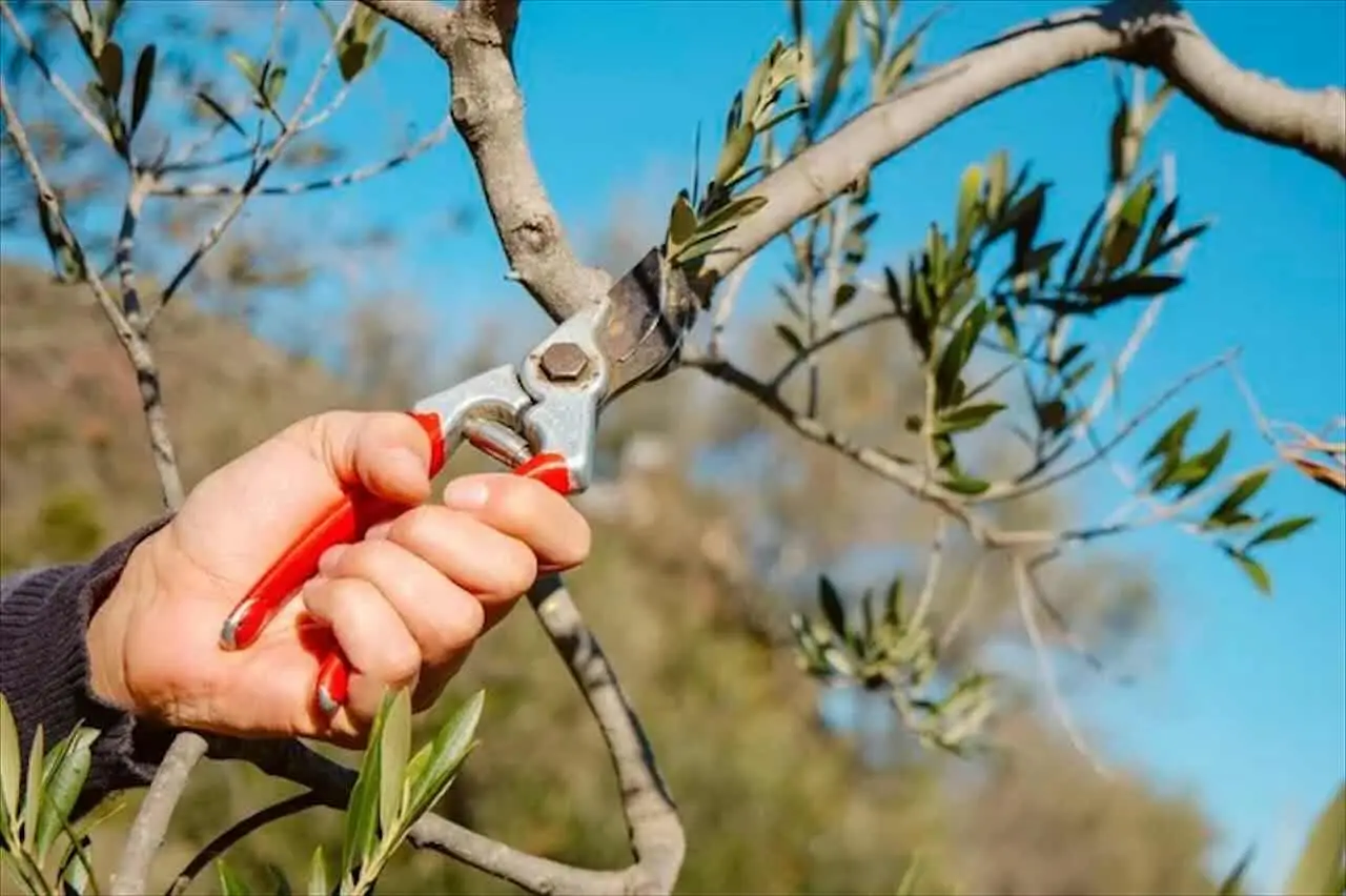 Il modo giusto per disinfettare gli attrezzi da giardino Immagine selezionata