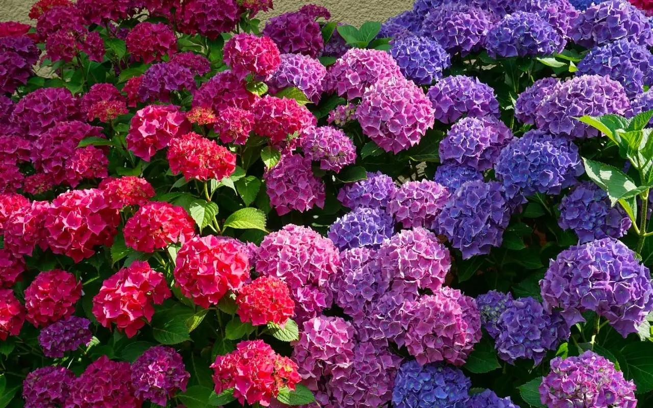 Ortensia dai colori spettacolari: ecco le piantale ed ottieni con un solo rapido gesto Immagine selezionata