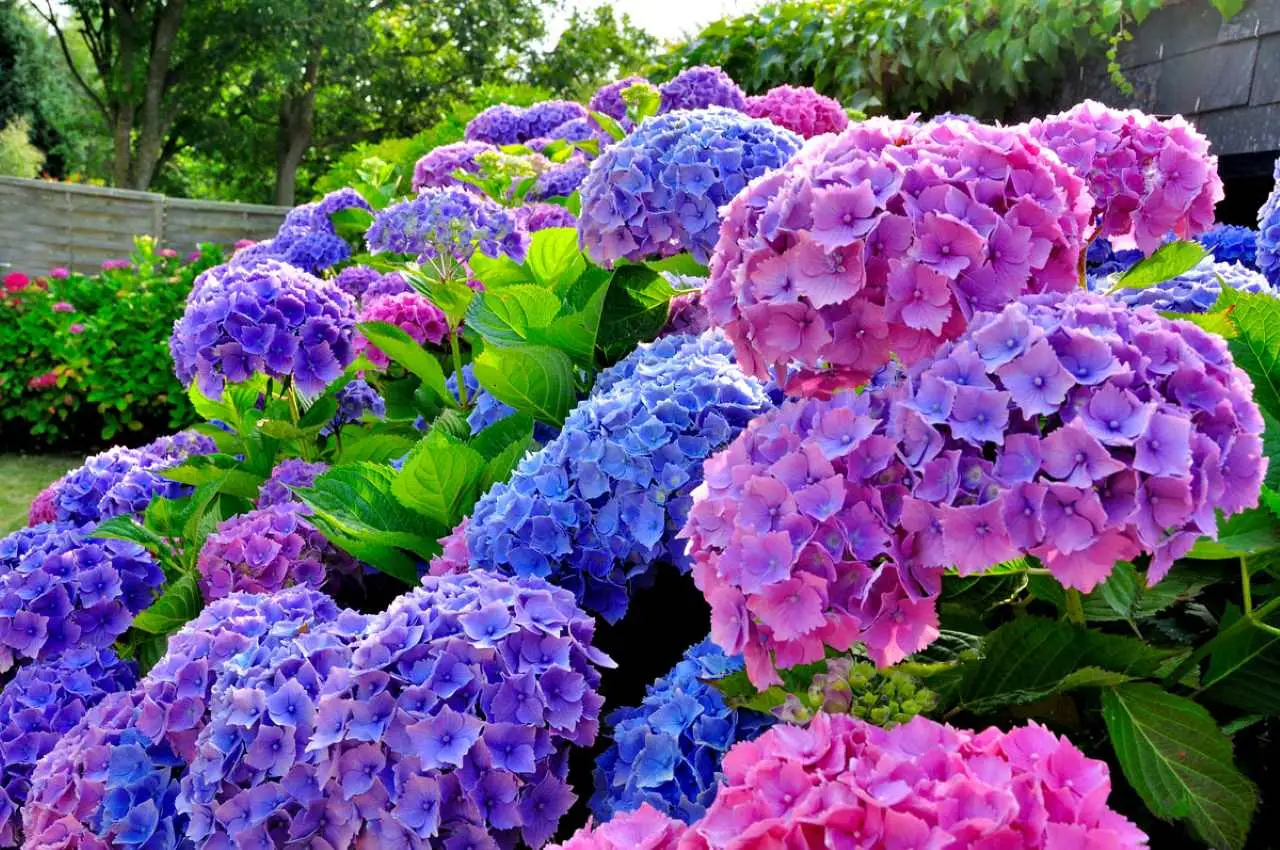 Ortensia dai colori spettacolari: ecco le piantale ed ottieni con un solo rapido gesto Immagine selezionata
