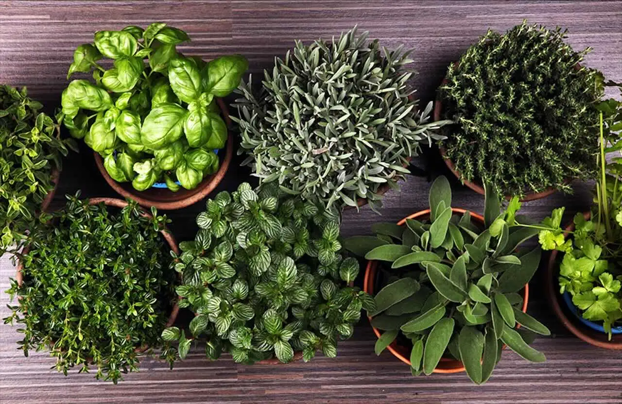 Evita di tagliare le piante aromatiche con forbici non pulite