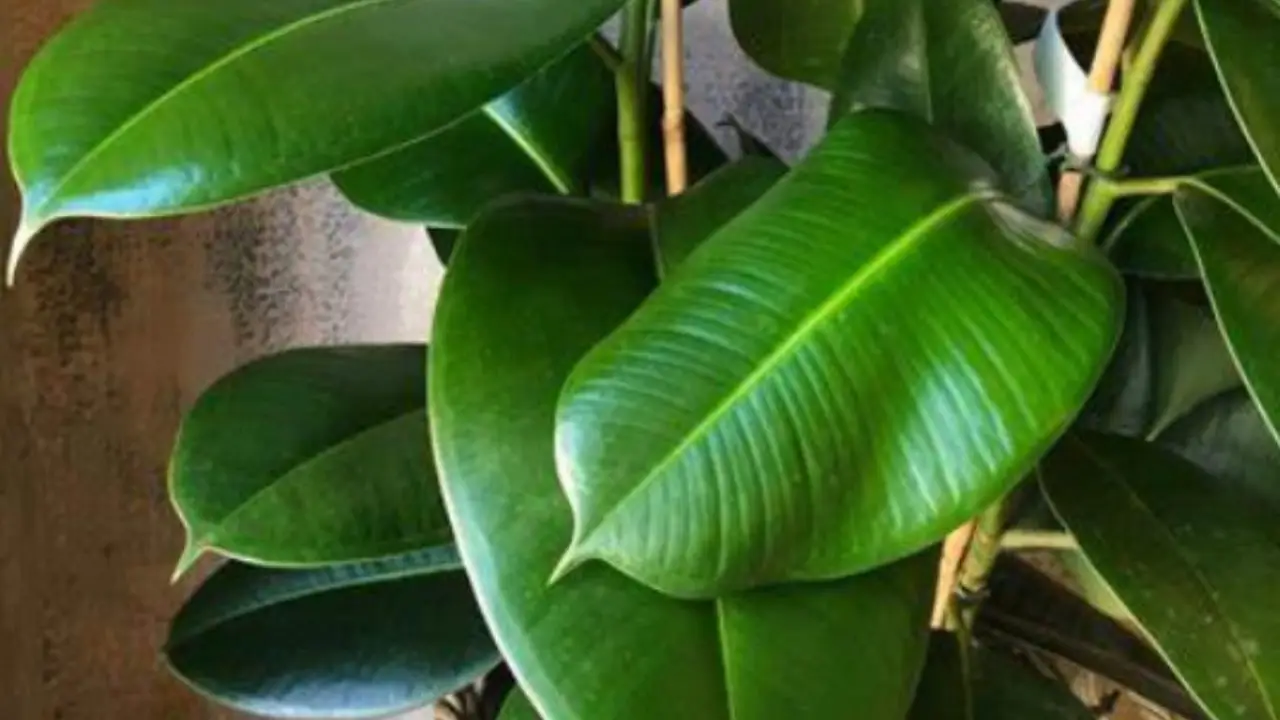 Evita di potare nelle giornate più calde: ecco quali rischi si corrono