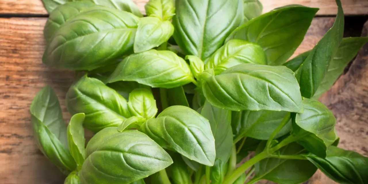 I trucchi per potare il basilico e renderlo più rigoglioso