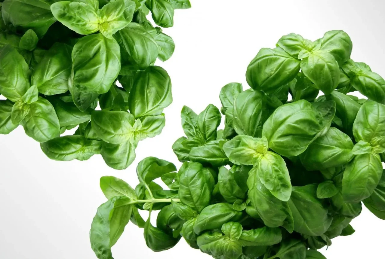 I trucchi per potare il basilico e renderlo più rigoglioso I trucchi per potare il basilico e renderlo più rigoglioso