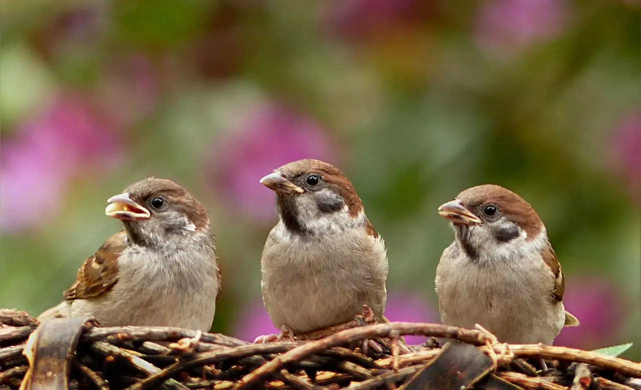 Attenzione: perché dare da mangiare agli uccelli in primavera può sorprenderti (e non in positivo!) Attenzione: perché dare da mangiare agli uccelli in primavera può sorprenderti (e non in positivo!)
